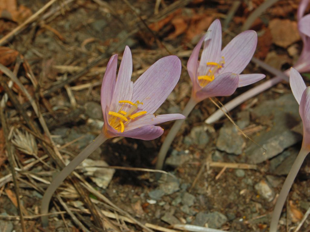 Colchicum autmnale / Colchico autunnale